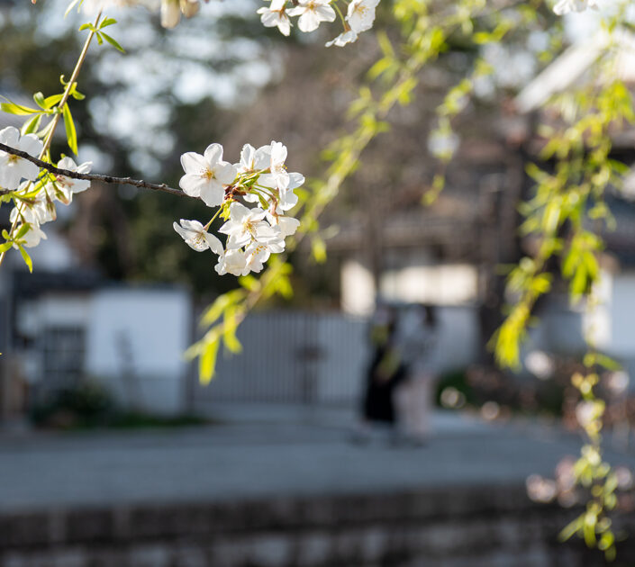 Vol 4 お花見散歩 くらしき藹然 Vol 4 お花見散歩 くらしき藹然